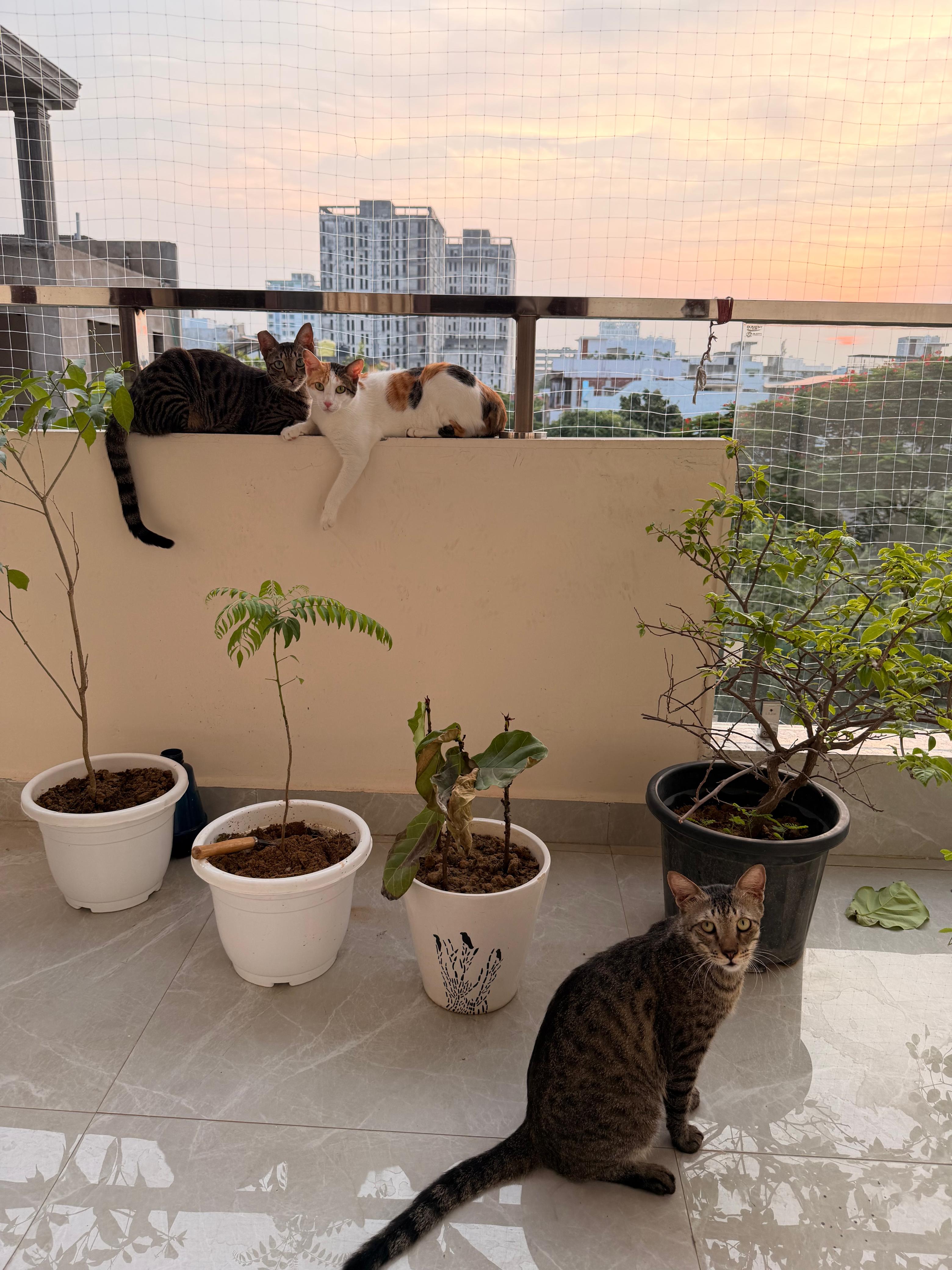 The Three Cats on the Balcony